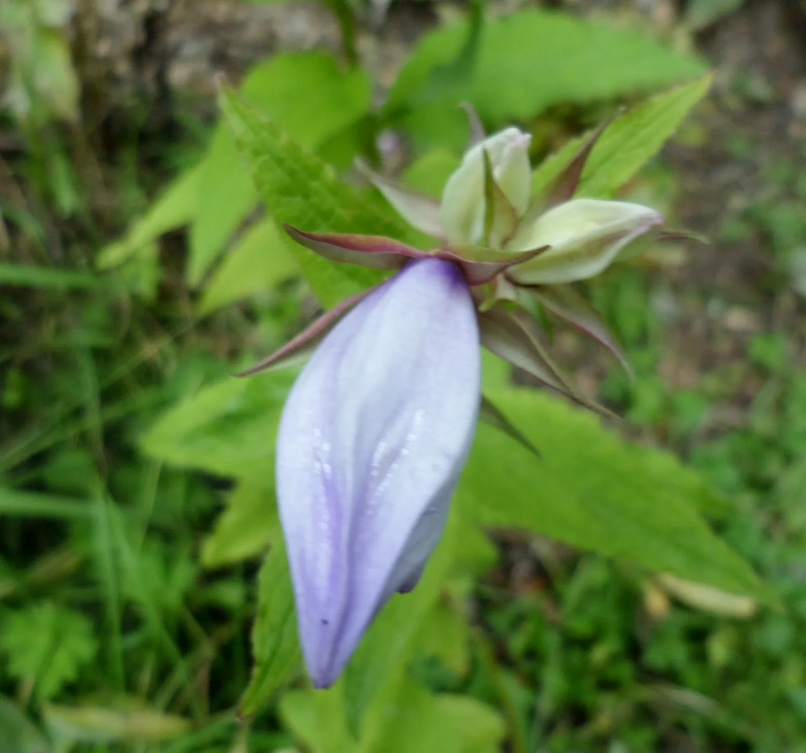 Giant Bellflower