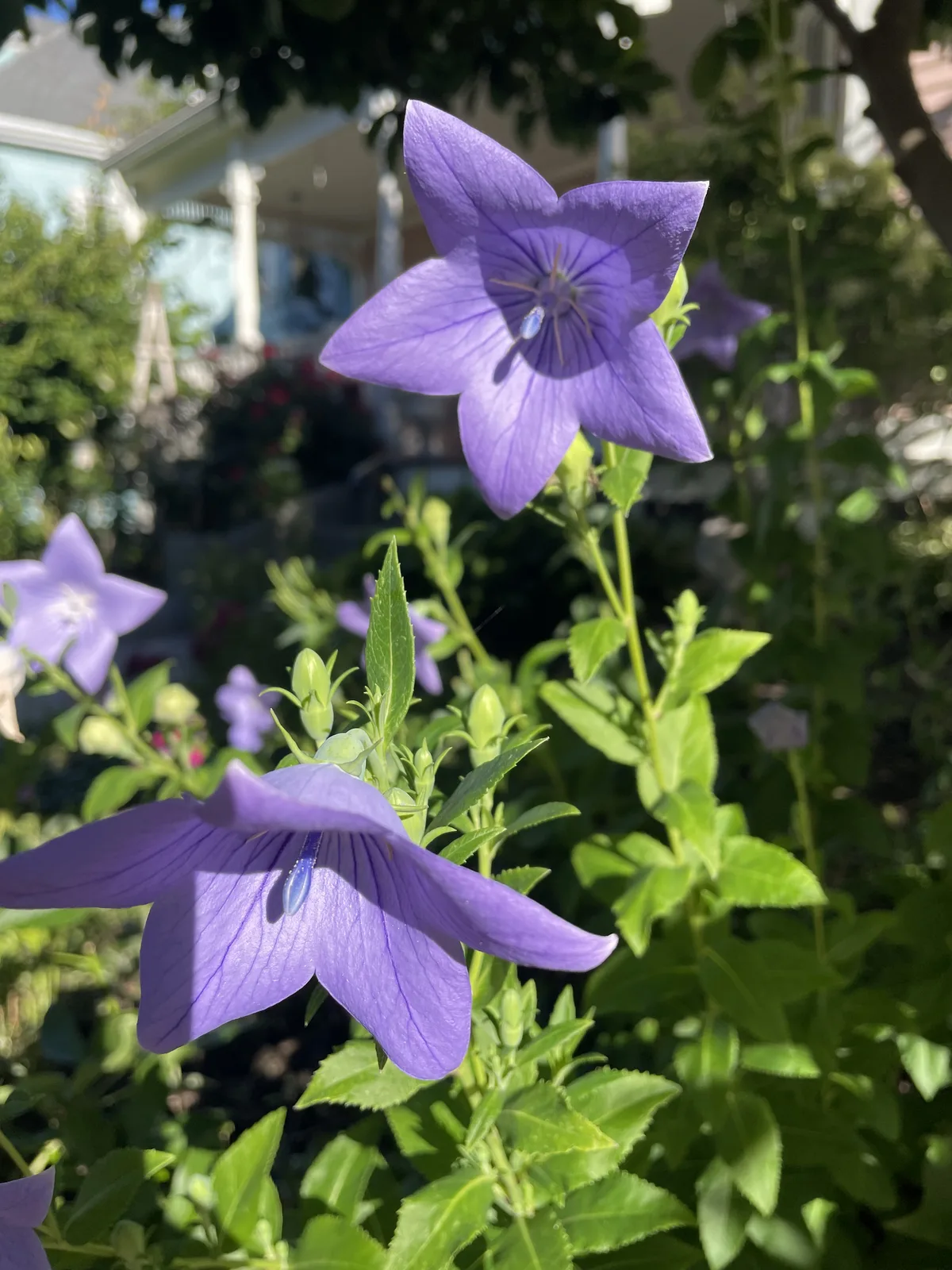 Balloon Flower (Platycodon grandiflorus)