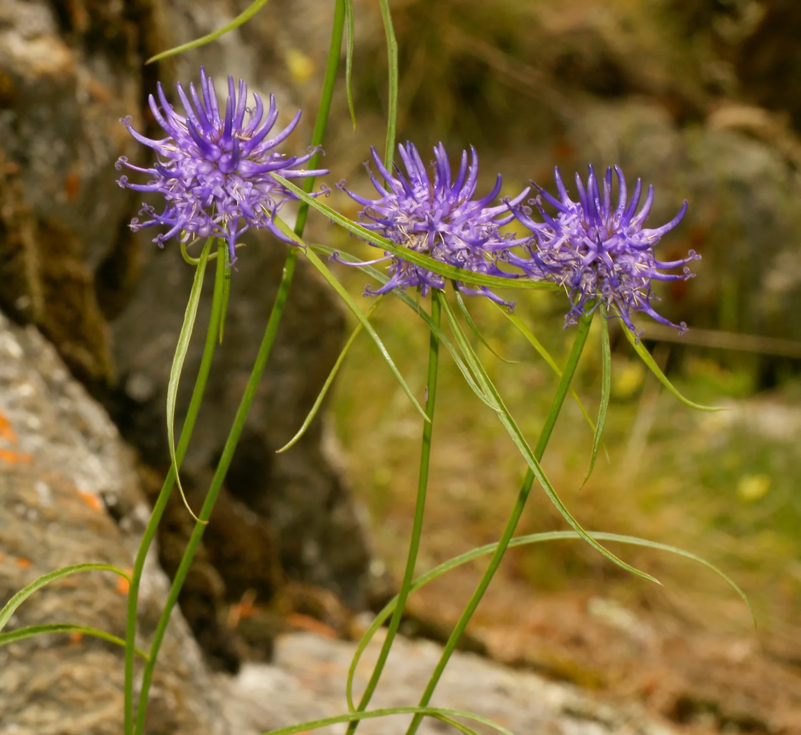 Horned Rampion (Phyteuma scheuchzeri)
