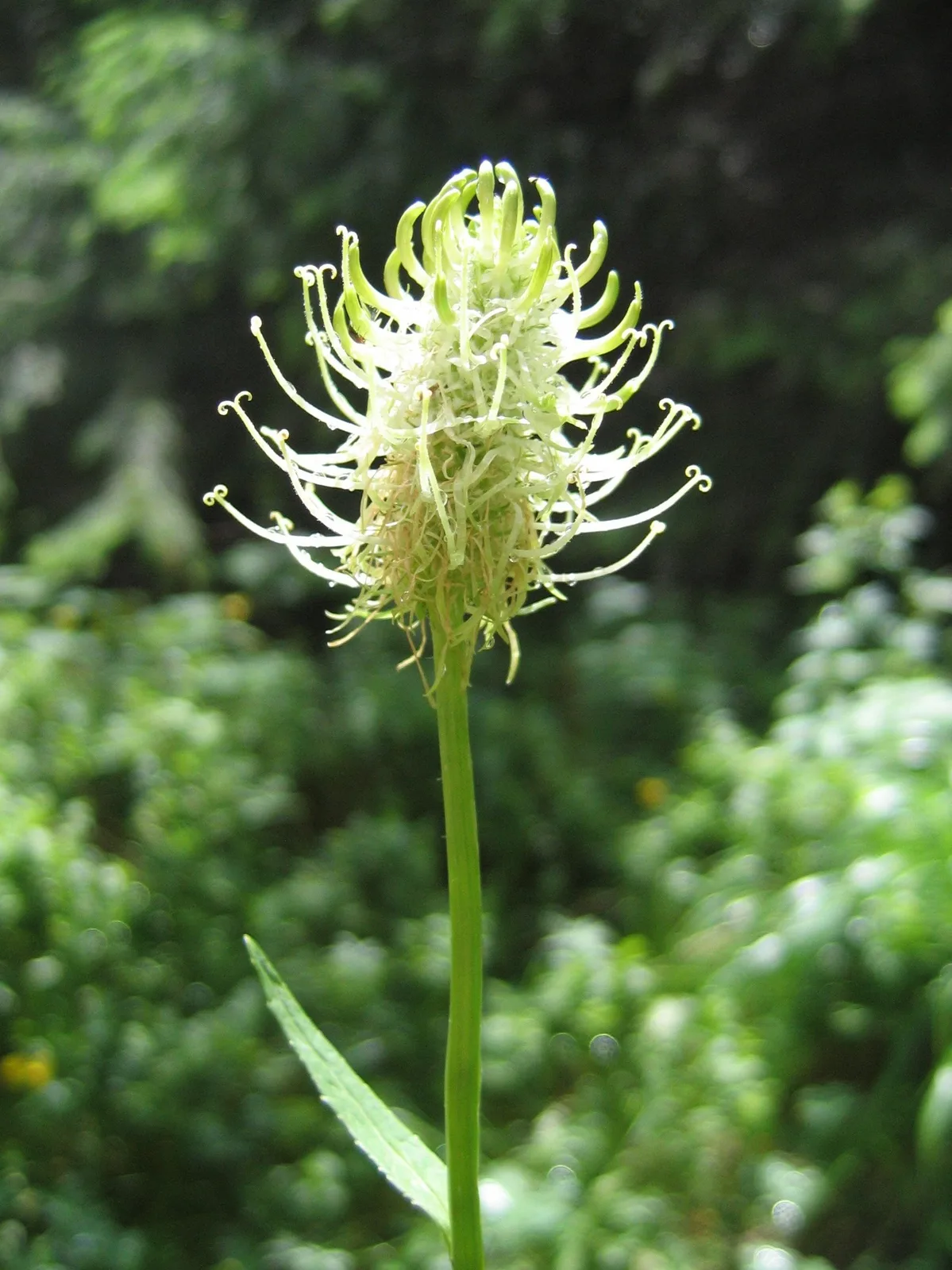 Spiked Rampion (Phyteuma spicatum)