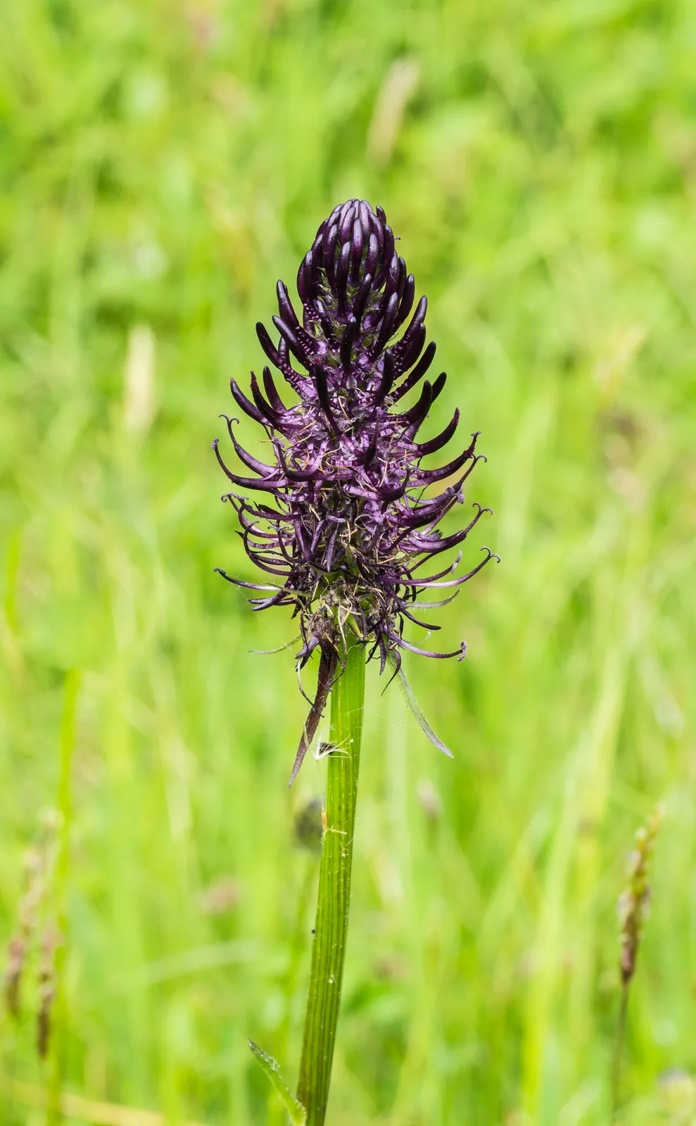 Black Rampion
