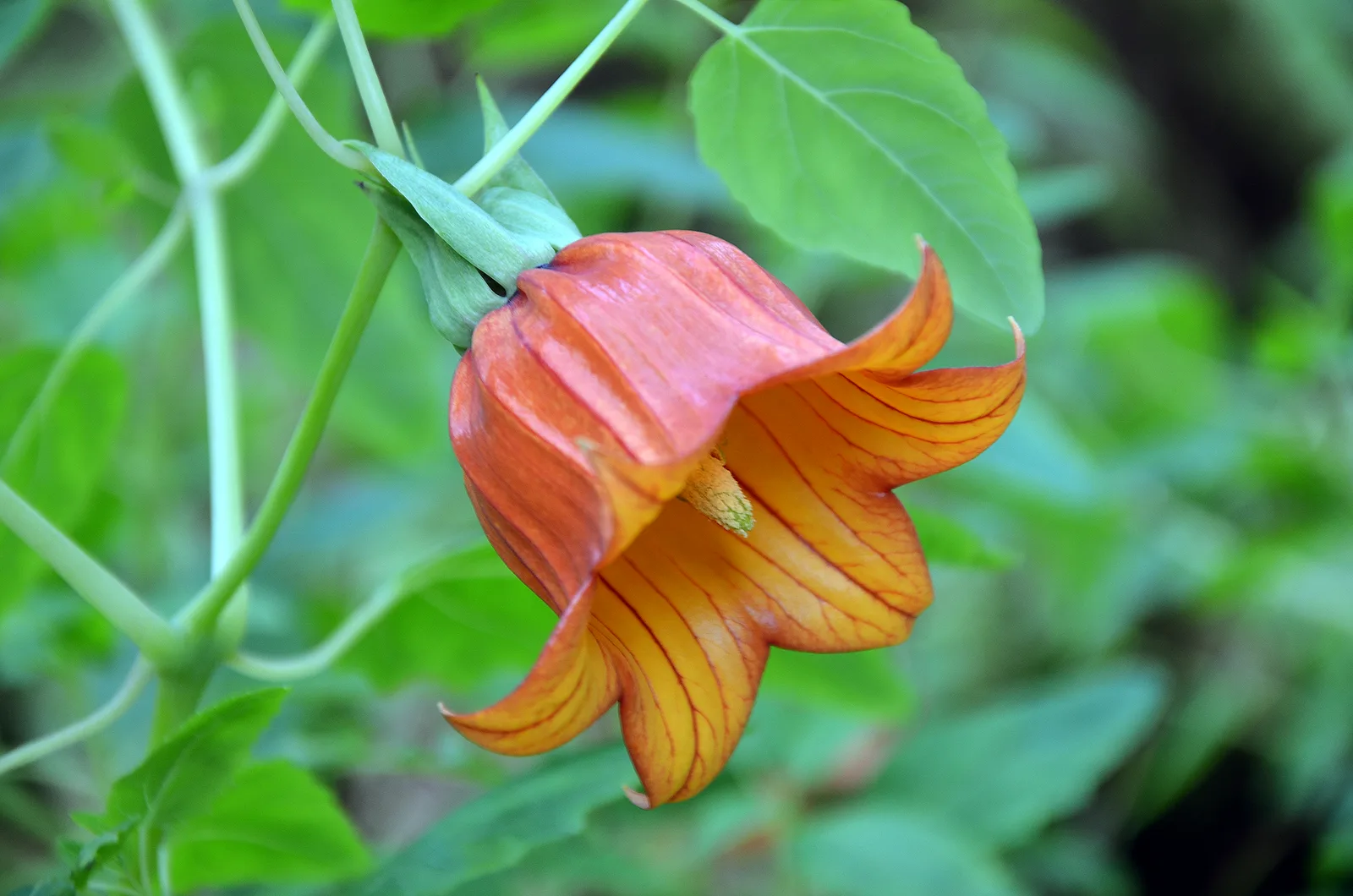 Canary Bellflower (Canarina canariensis)