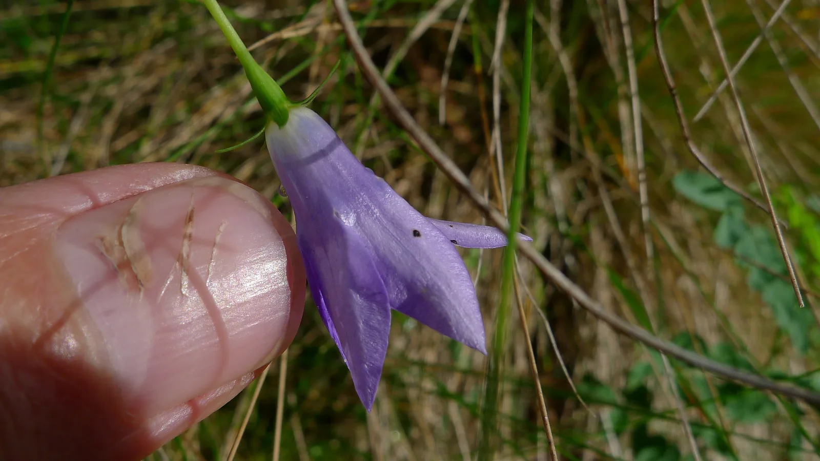 Tall Bluebell (Wahlenbergia stricta)