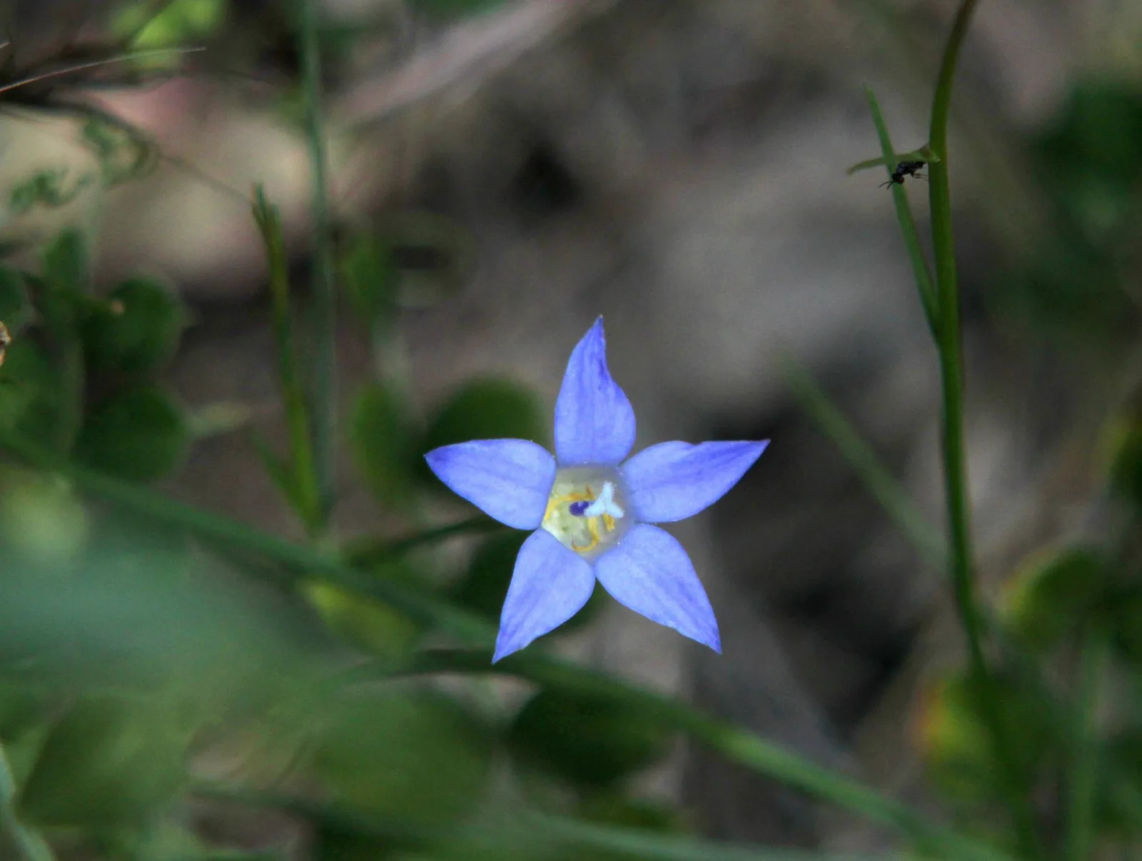 Tufted Bluebell (Wahlenbergia communis)