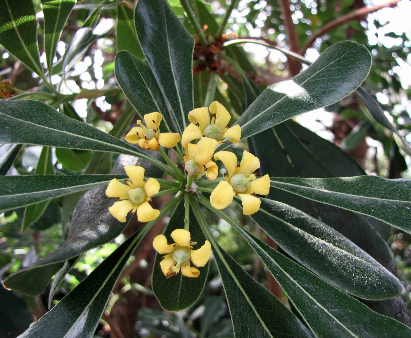 Chinese Pittosporum (Pittosporum heterophyllum)