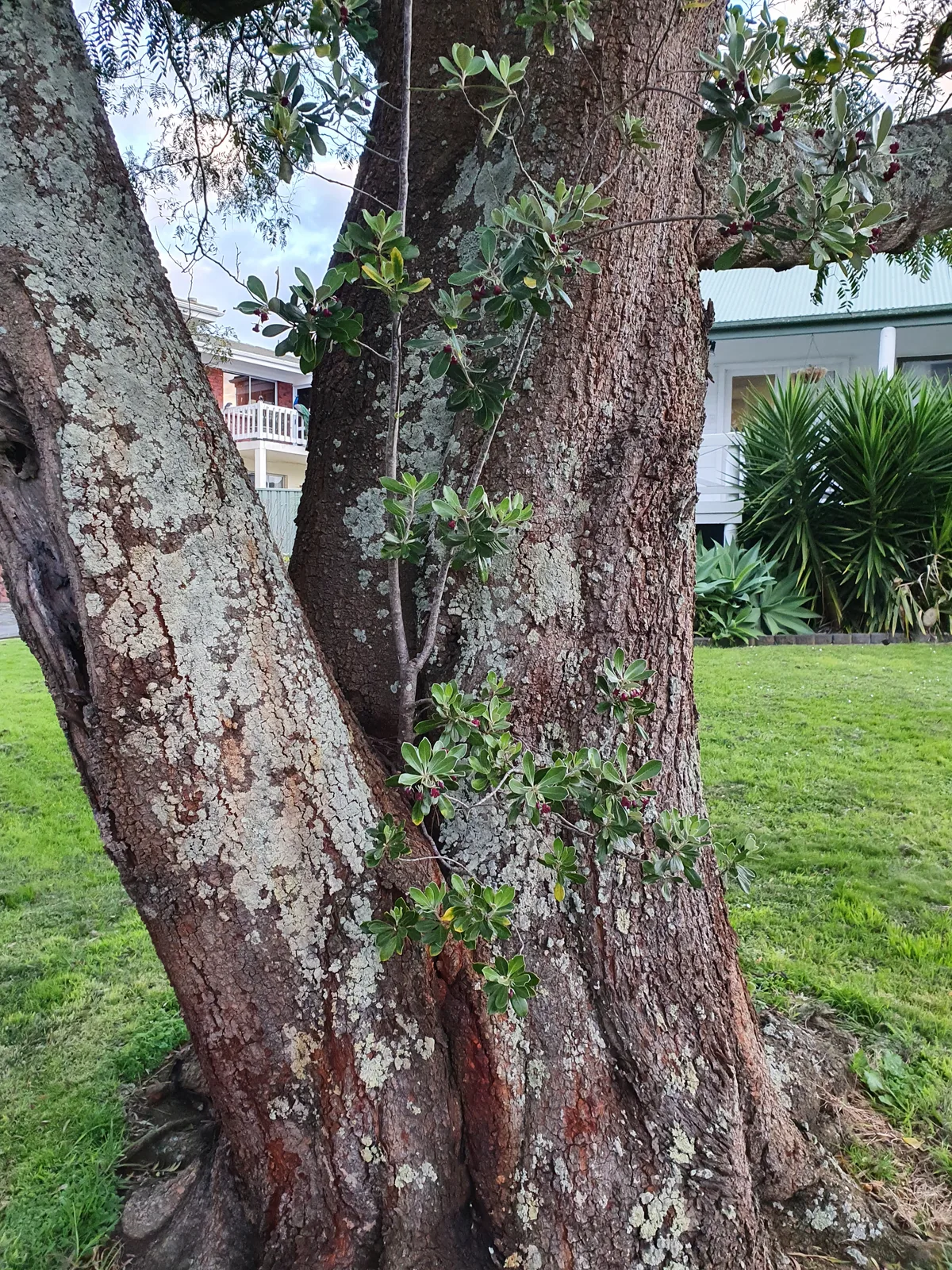 Karo (Pittosporum crassifolium)
