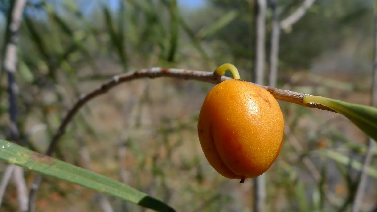 Native Apricot (Pittosporum angustifolium)