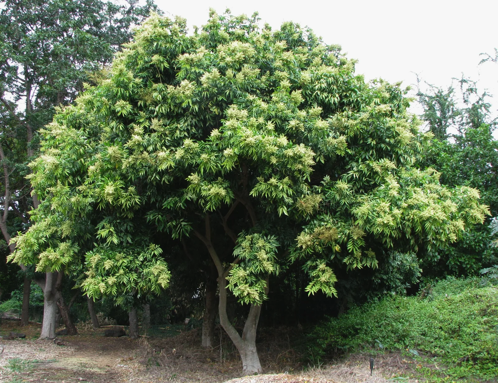Soapberry (Sapindus saponaria)