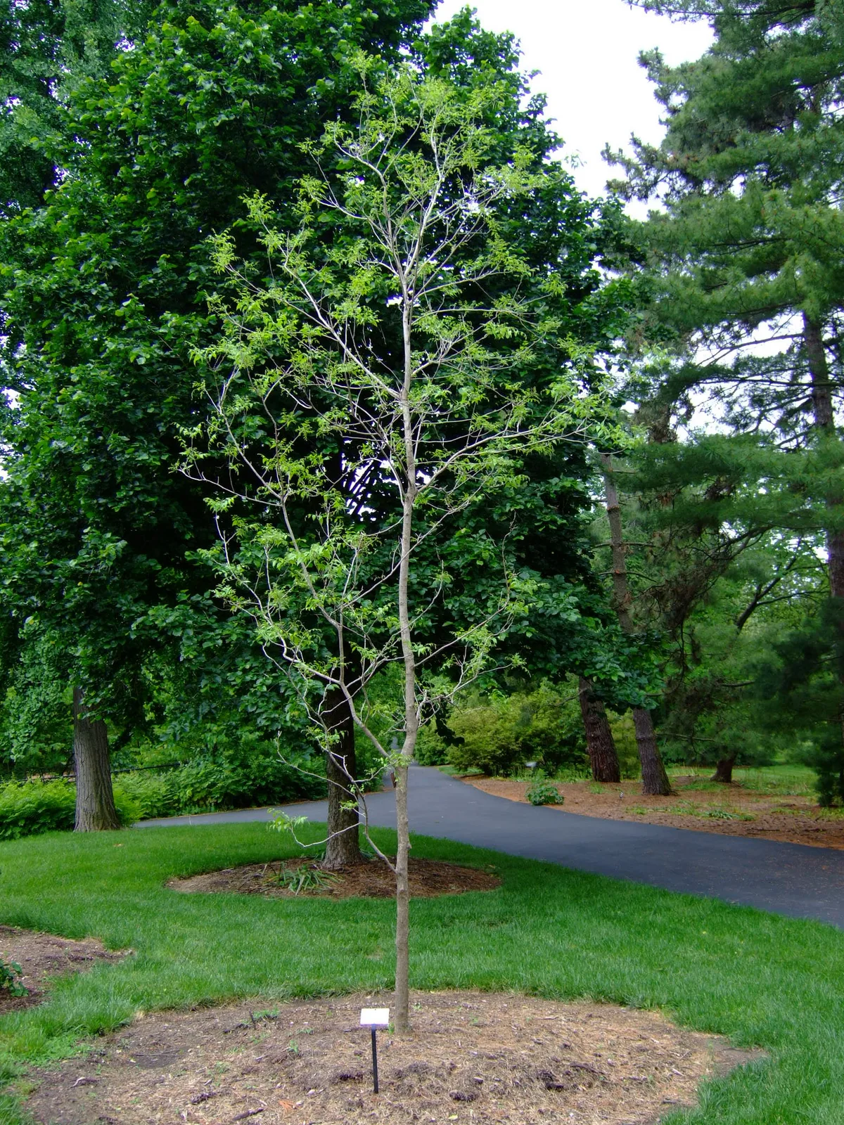 Western Soapberry
