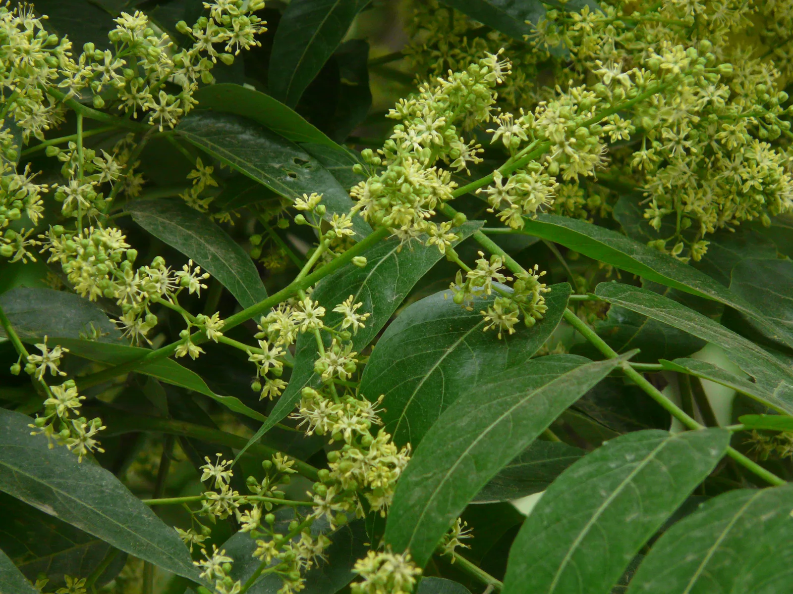 Chinese Soapberry