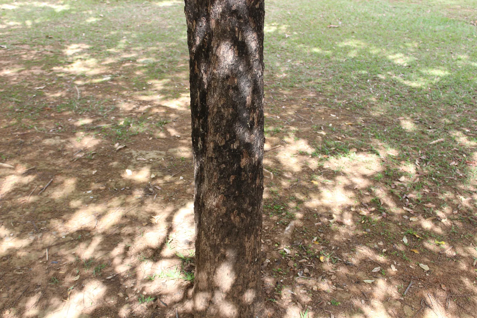 Talisia