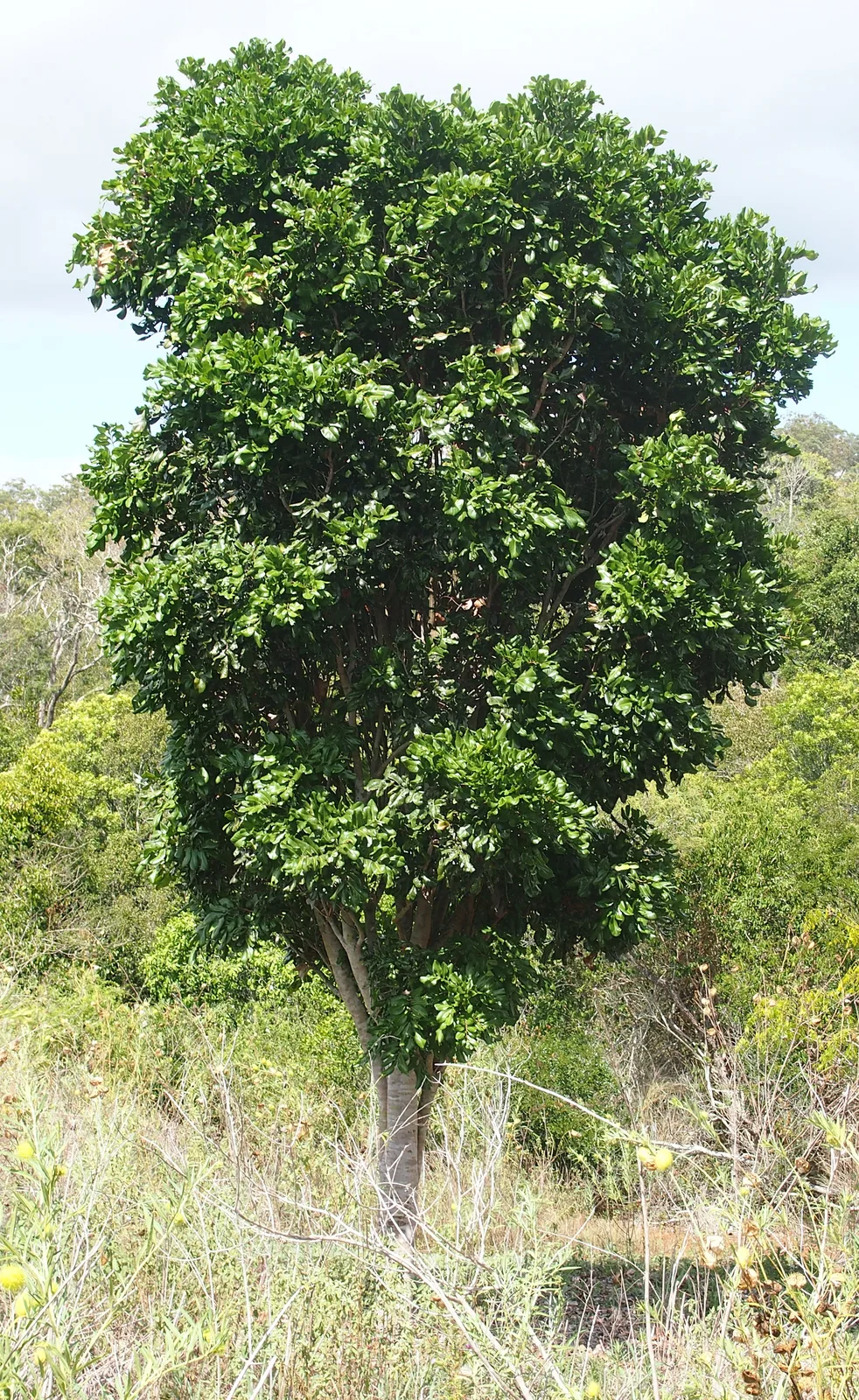 Cupaniopsis (Cupaniopsis anacardioides)