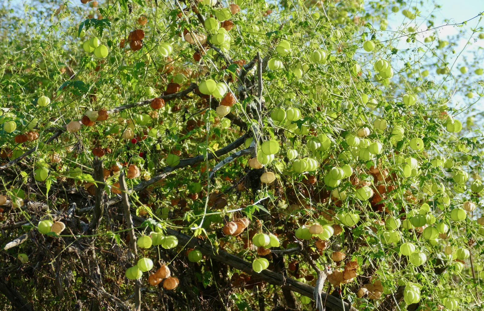 Balloon Vine (Cardiospermum halicacabum)