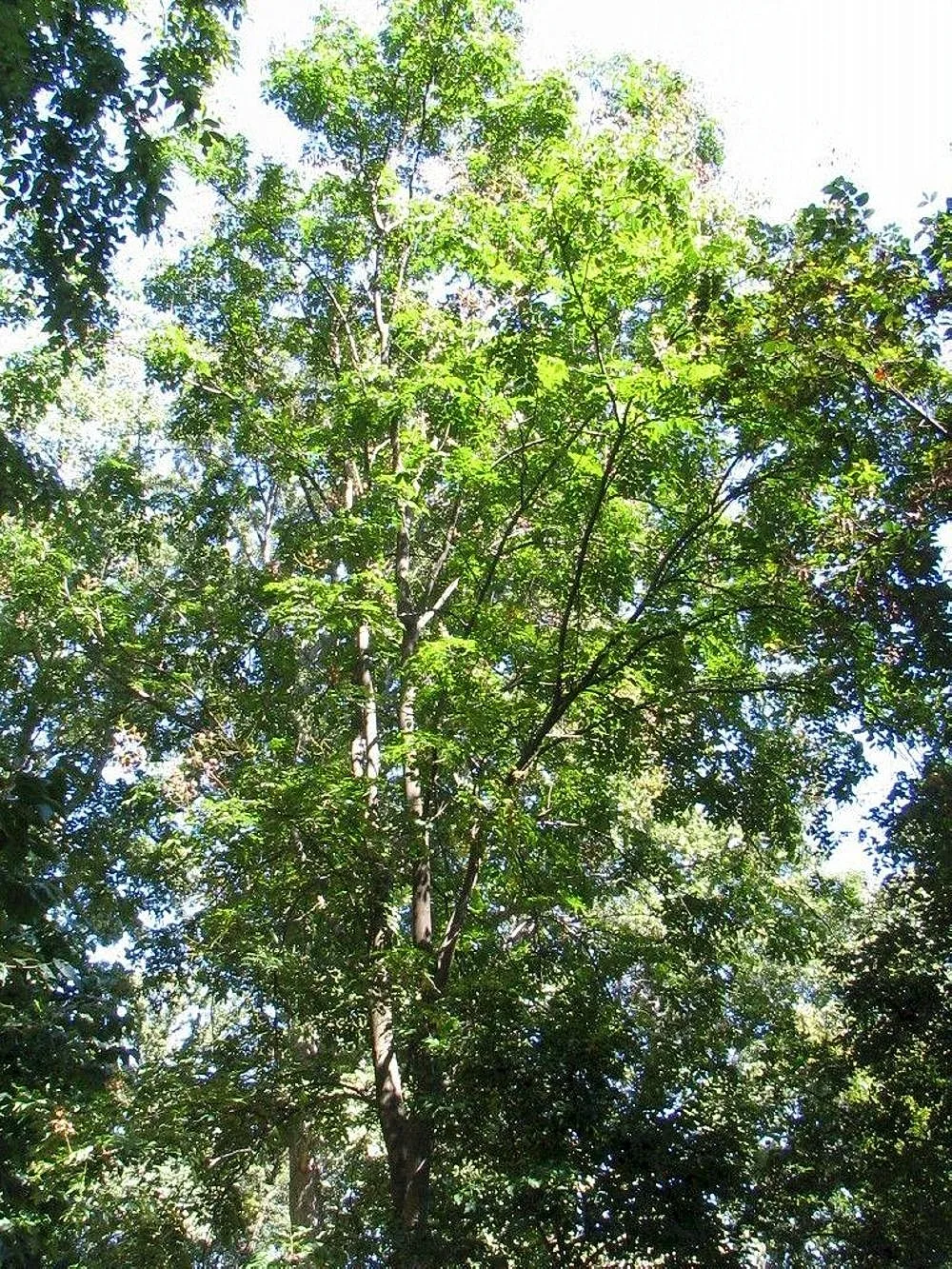 Chinese Flame Tree (Koelreuteria bipinnata)