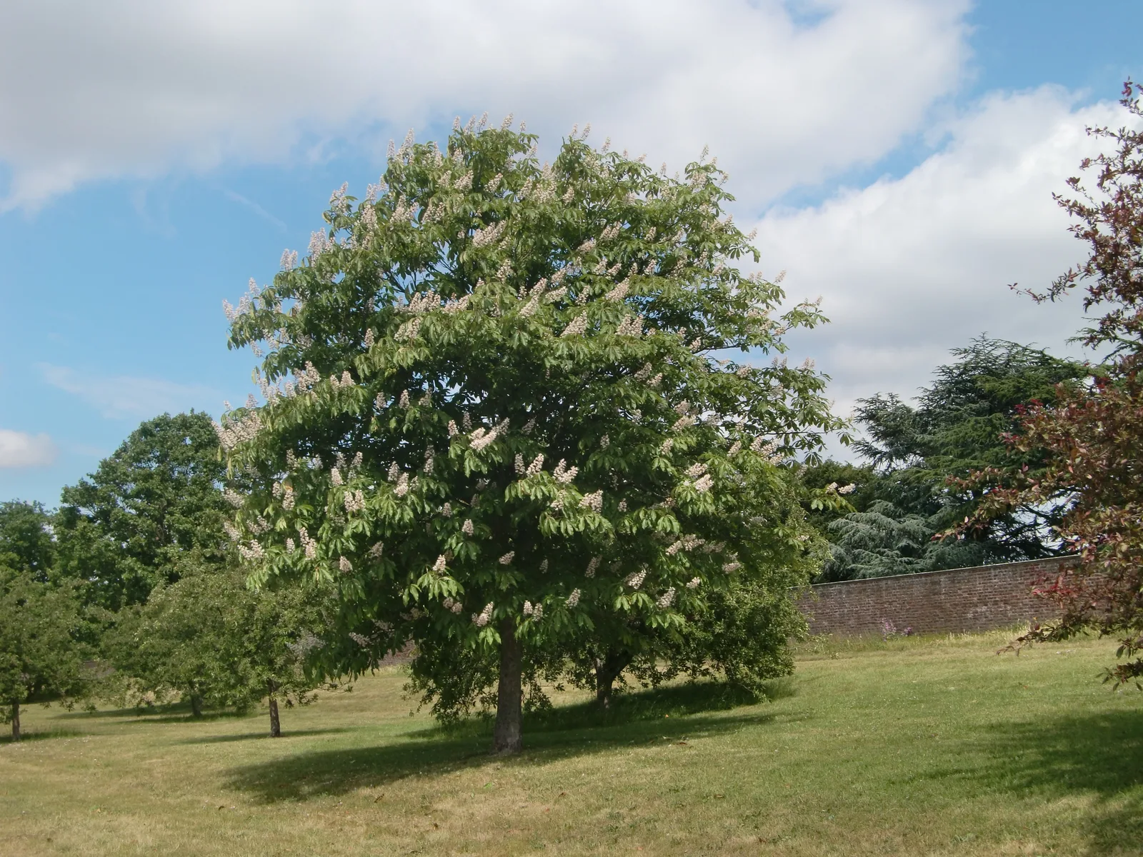 Japanese Horse Chestnut (Aesculus turbinata)