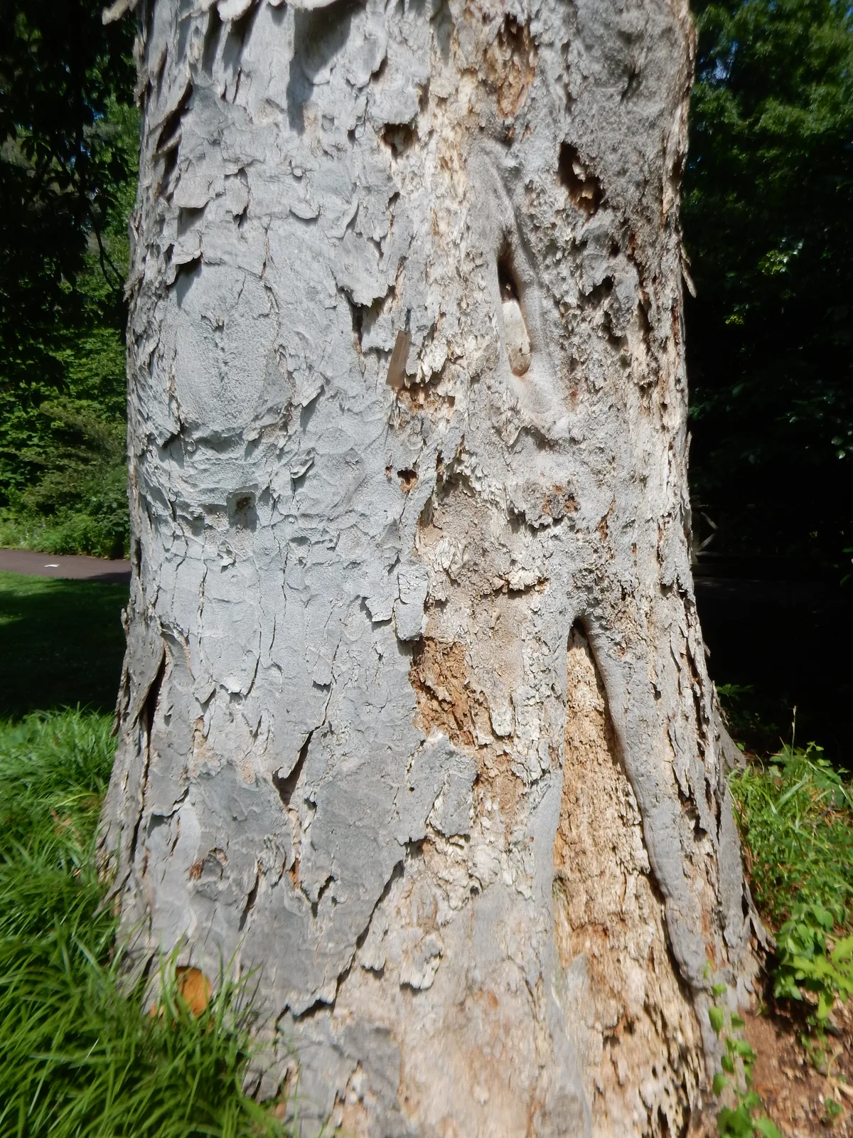Yellow Buckeye