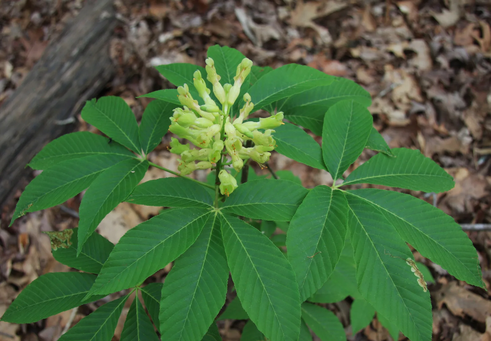 Painted Buckeye