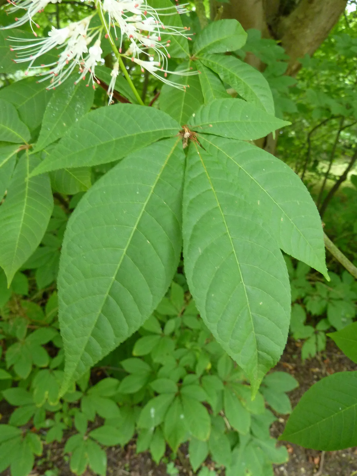 Bottlebrush Buckeye
