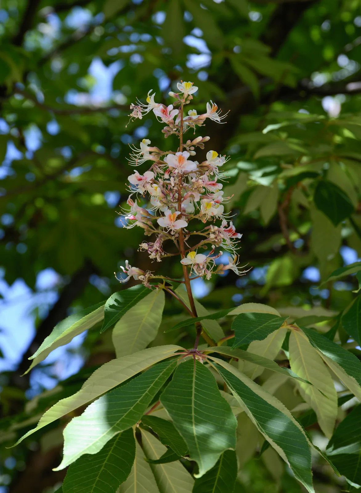 Indian Horse Chestnut