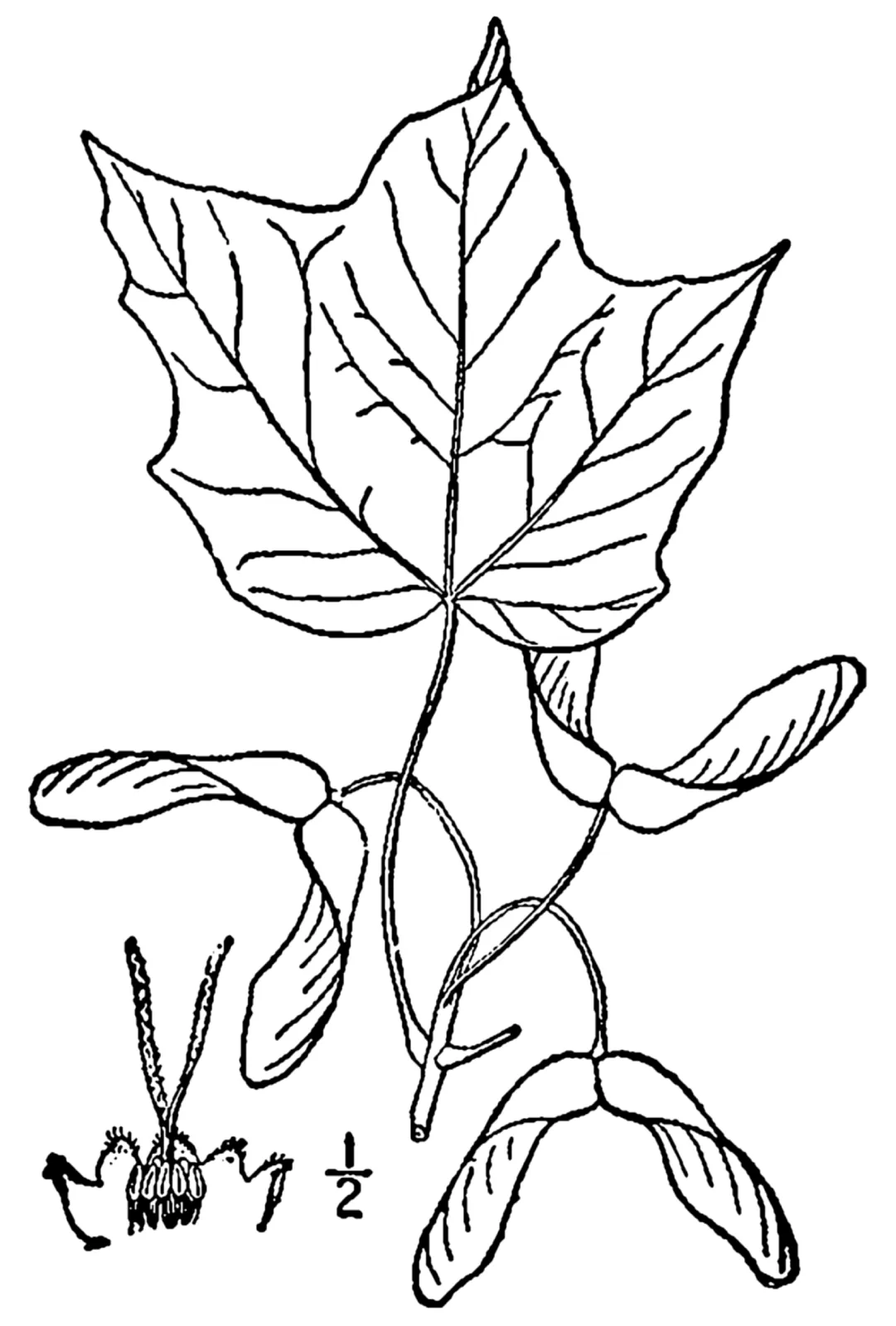 Black Maple (Acer nigrum)