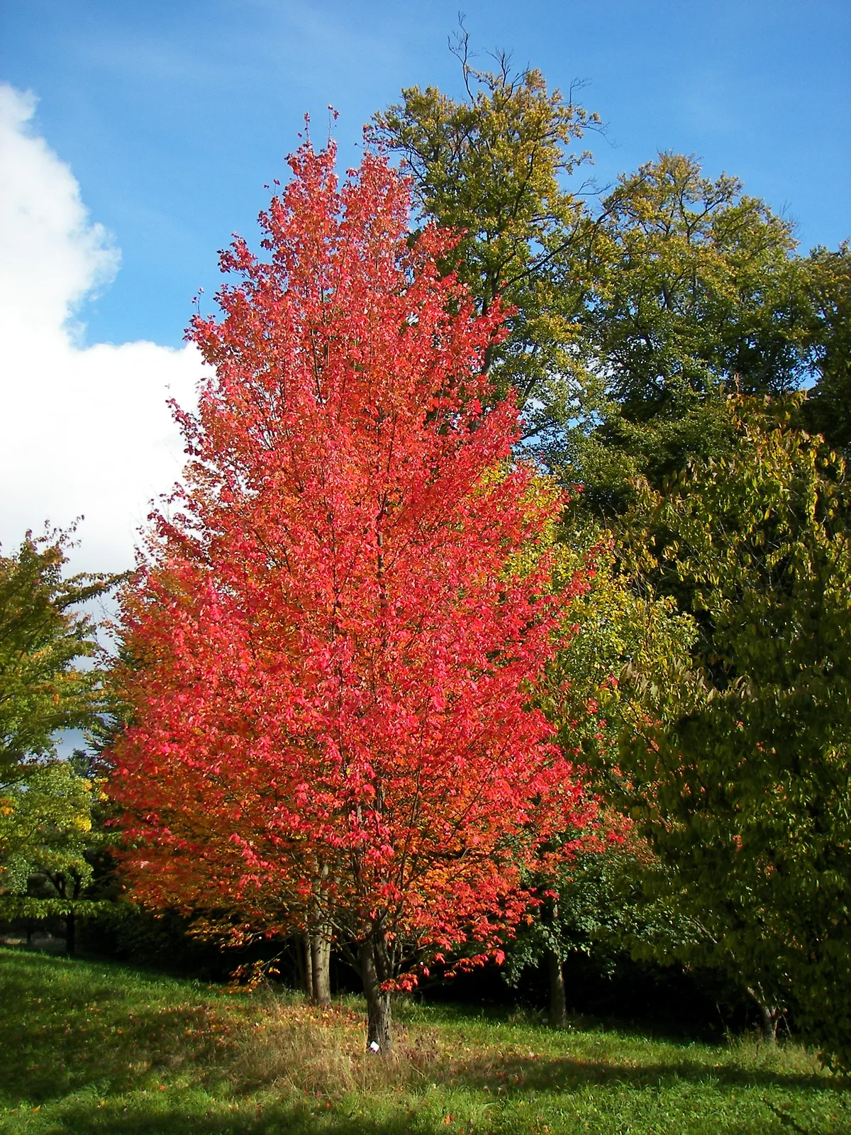 Red Maple (Acer rubrum)