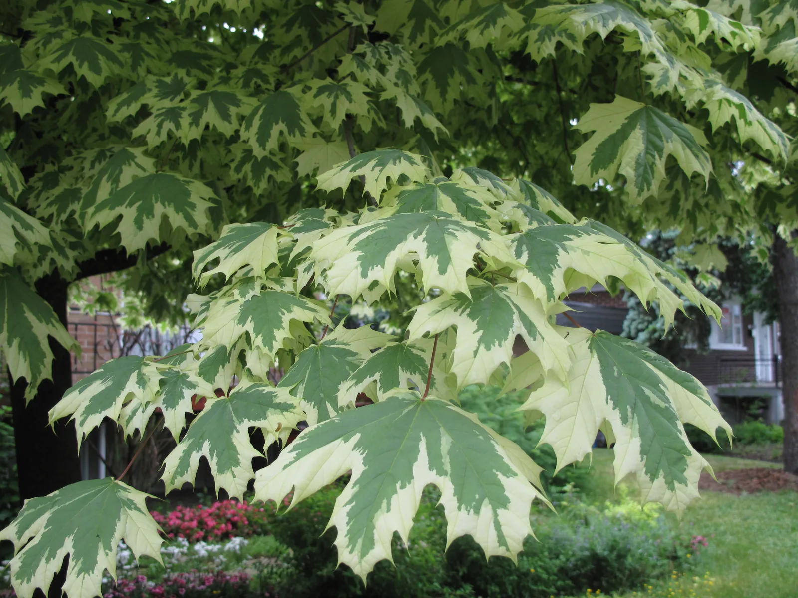 Norway Maple