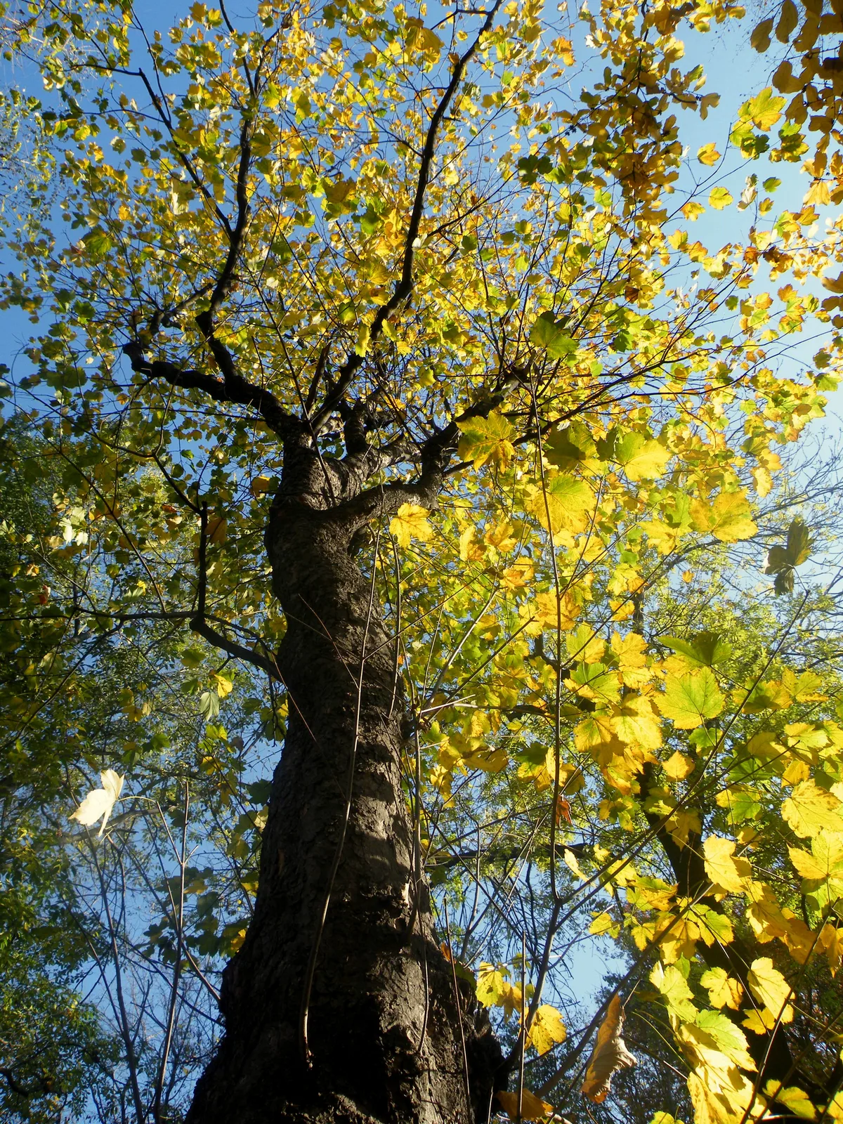 Sycamore Maple (Acer pseudoplatanus)
