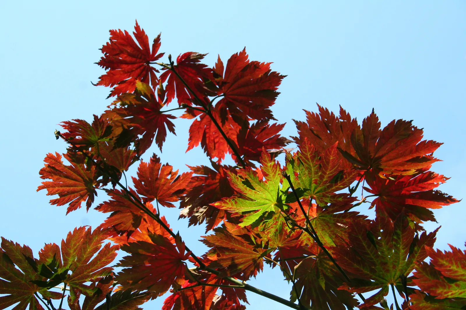 Fullmoon Maple (Acer japonicum)