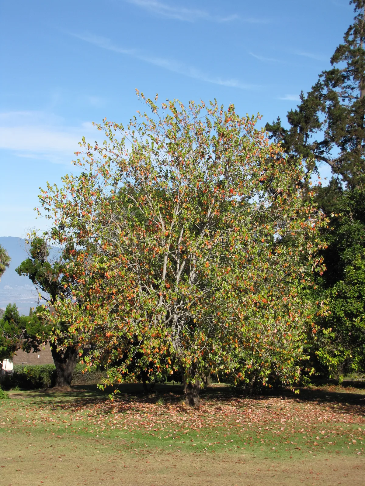 Trident Maple (Acer buergerianum)