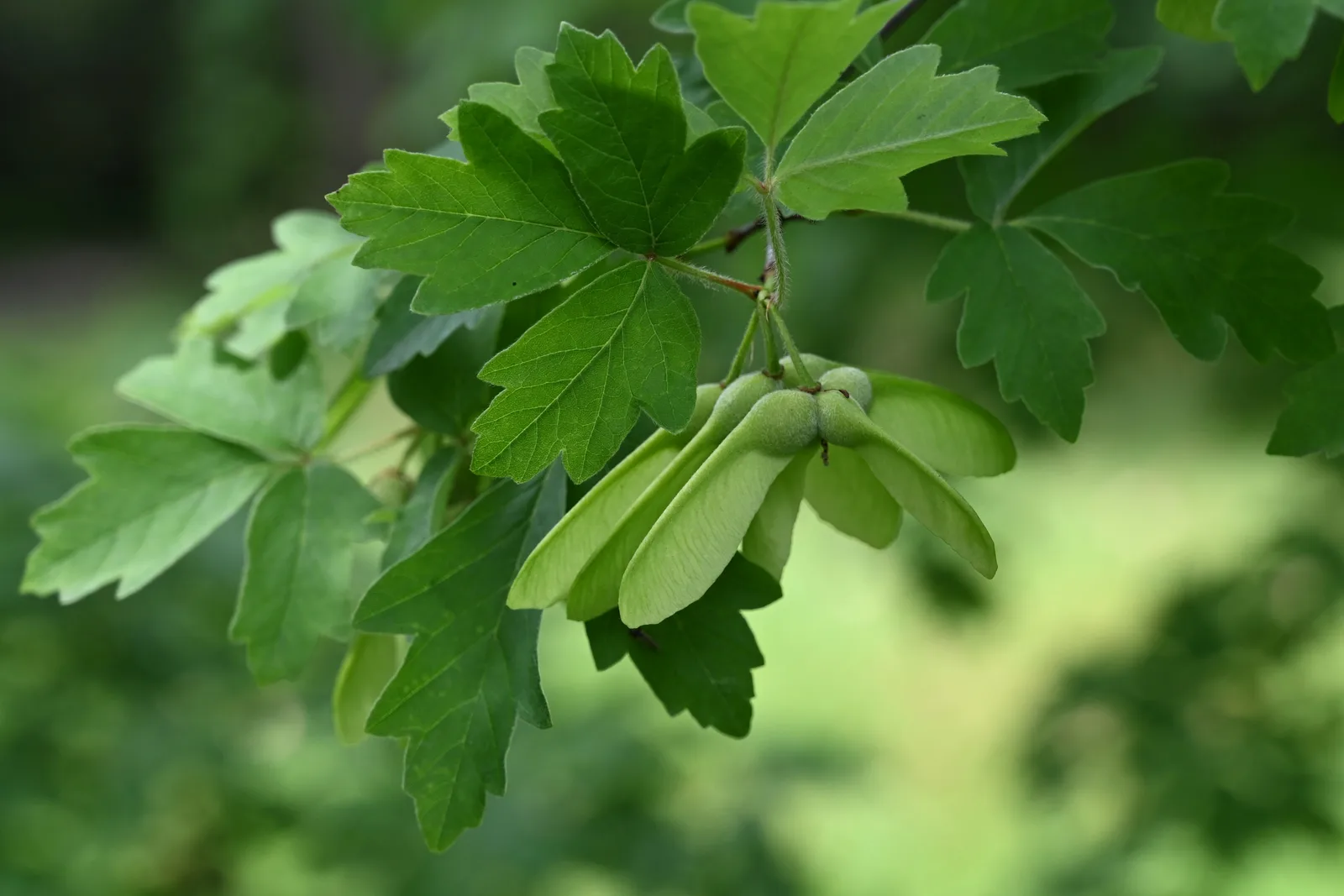Paperbark Maple (Acer griseum)