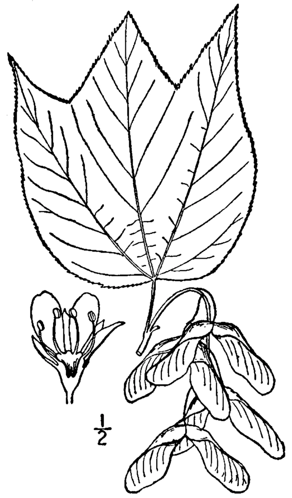 Striped Maple (Acer pensylvanicum)