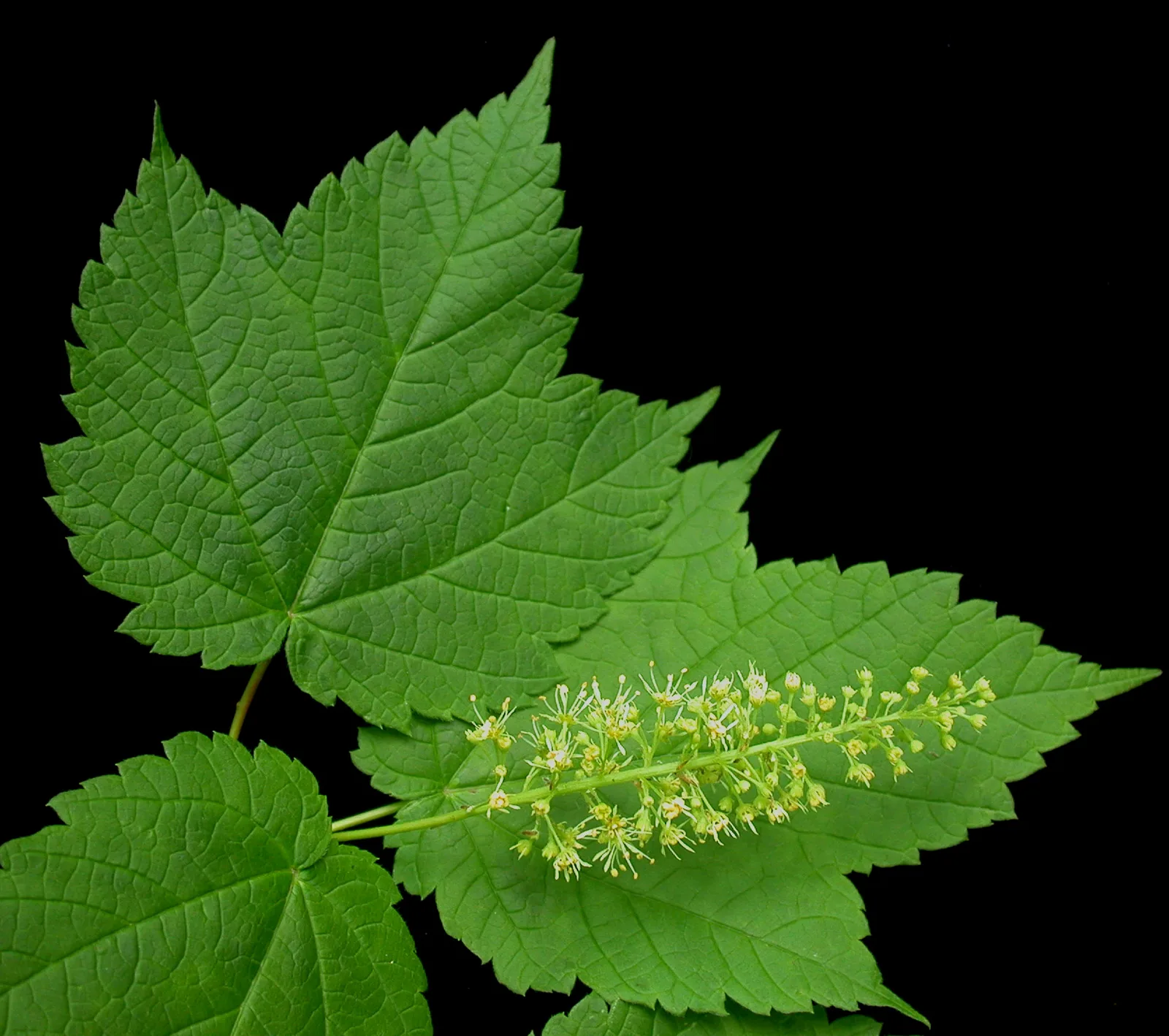 Mountain Maple (Acer spicatum)