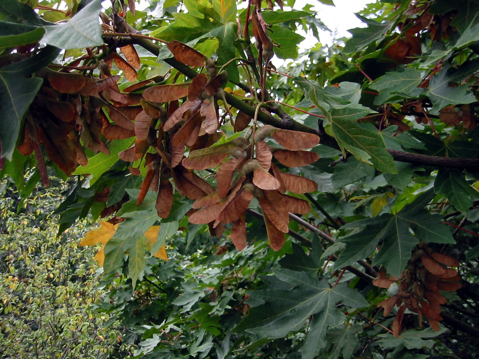 Bigleaf Maple (Acer macrophyllum)