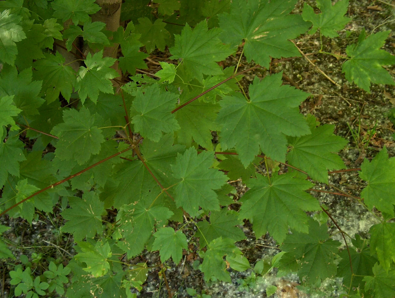 Vine Maple