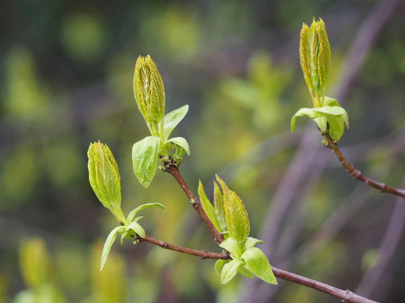 Tatarian Maple
