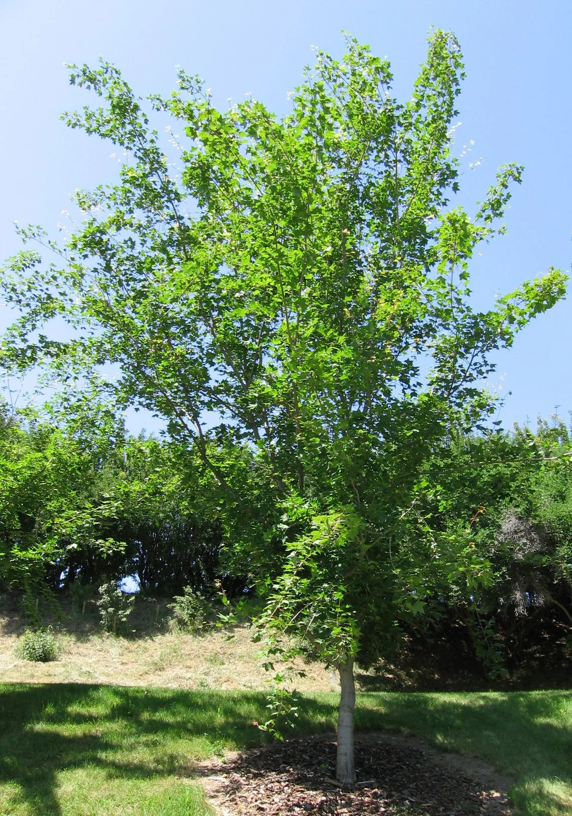 Shantung Maple (Acer truncatum)