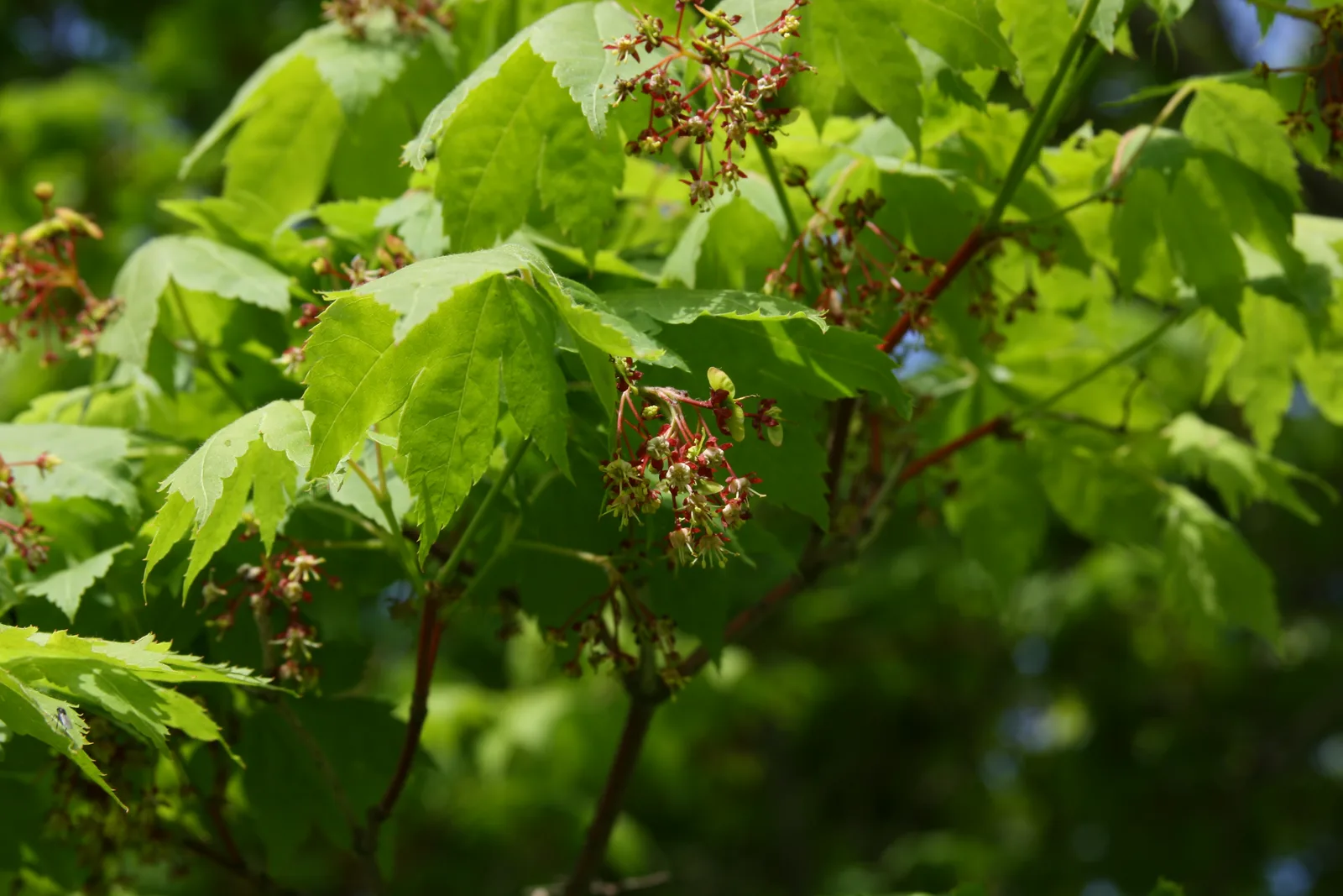Korean Maple (Acer pseudosieboldianum)
