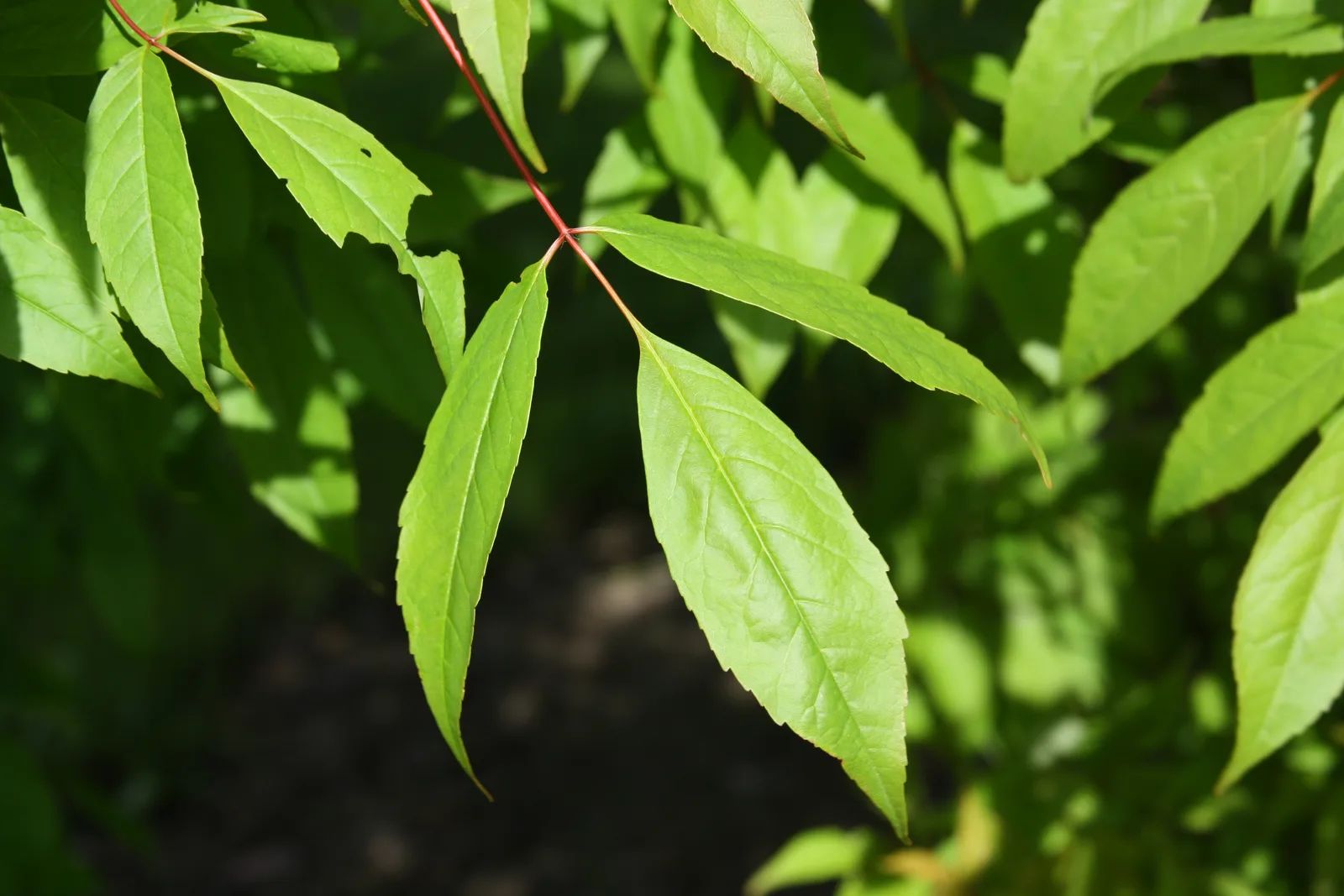 Manchurian Maple (Acer mandshuricum)