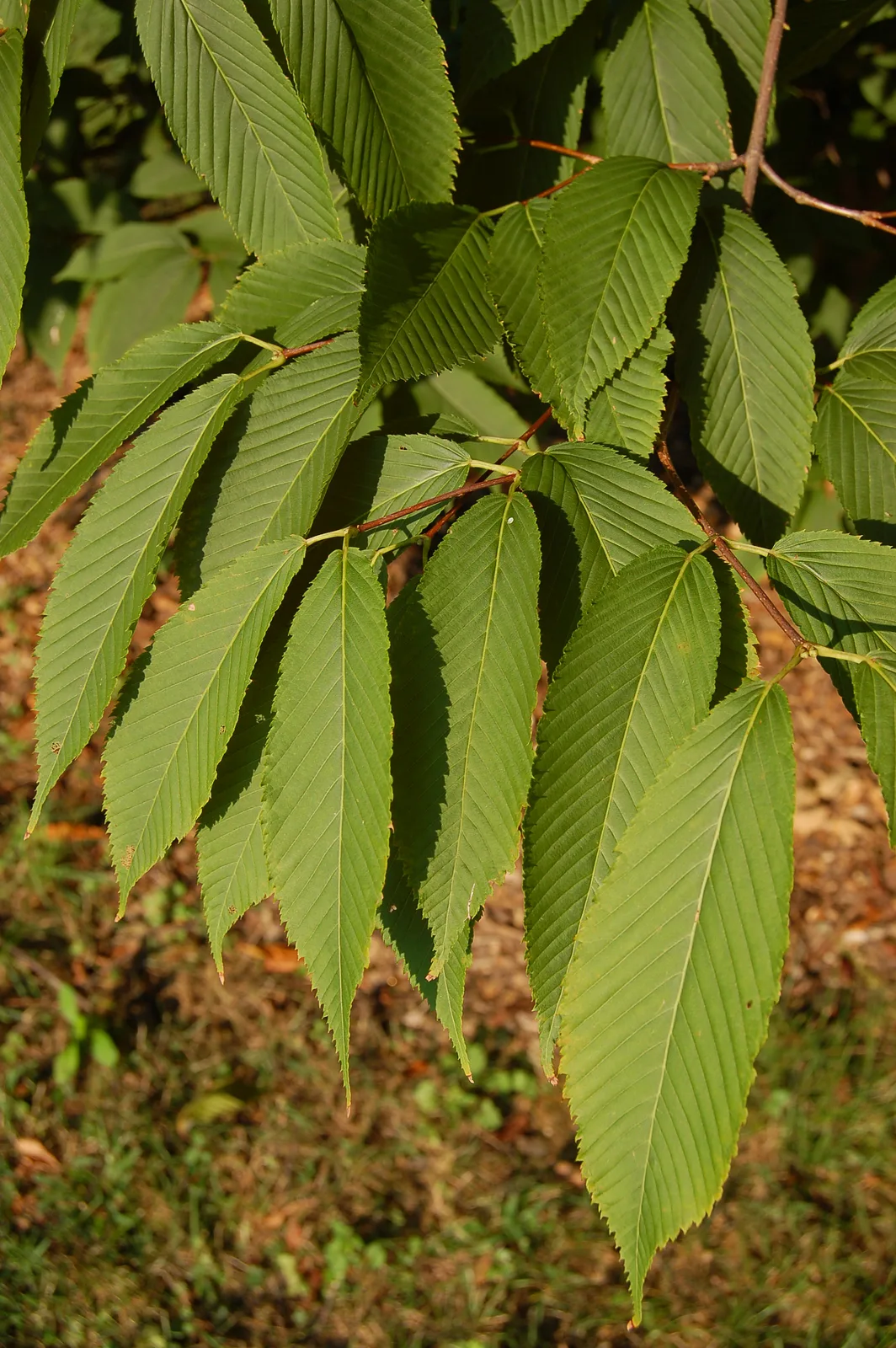 Hornbeam Maple (Acer carpinifolium)