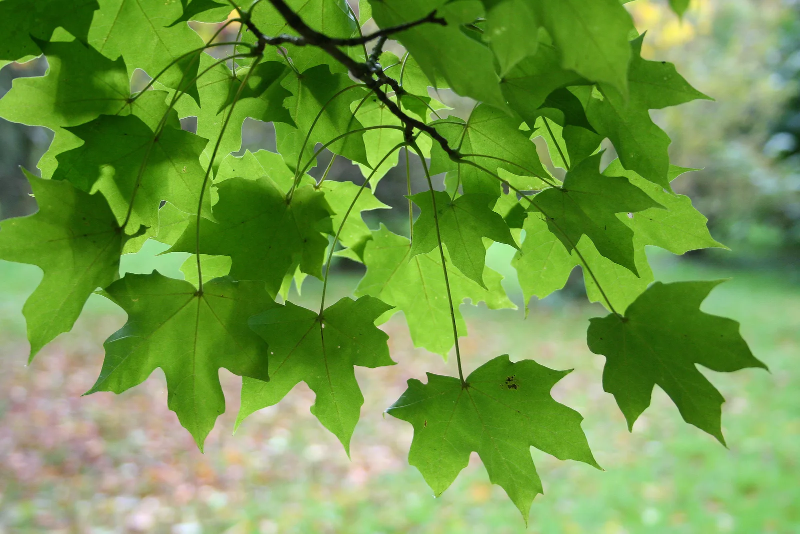 Miyabe Maple (Acer miyabei)