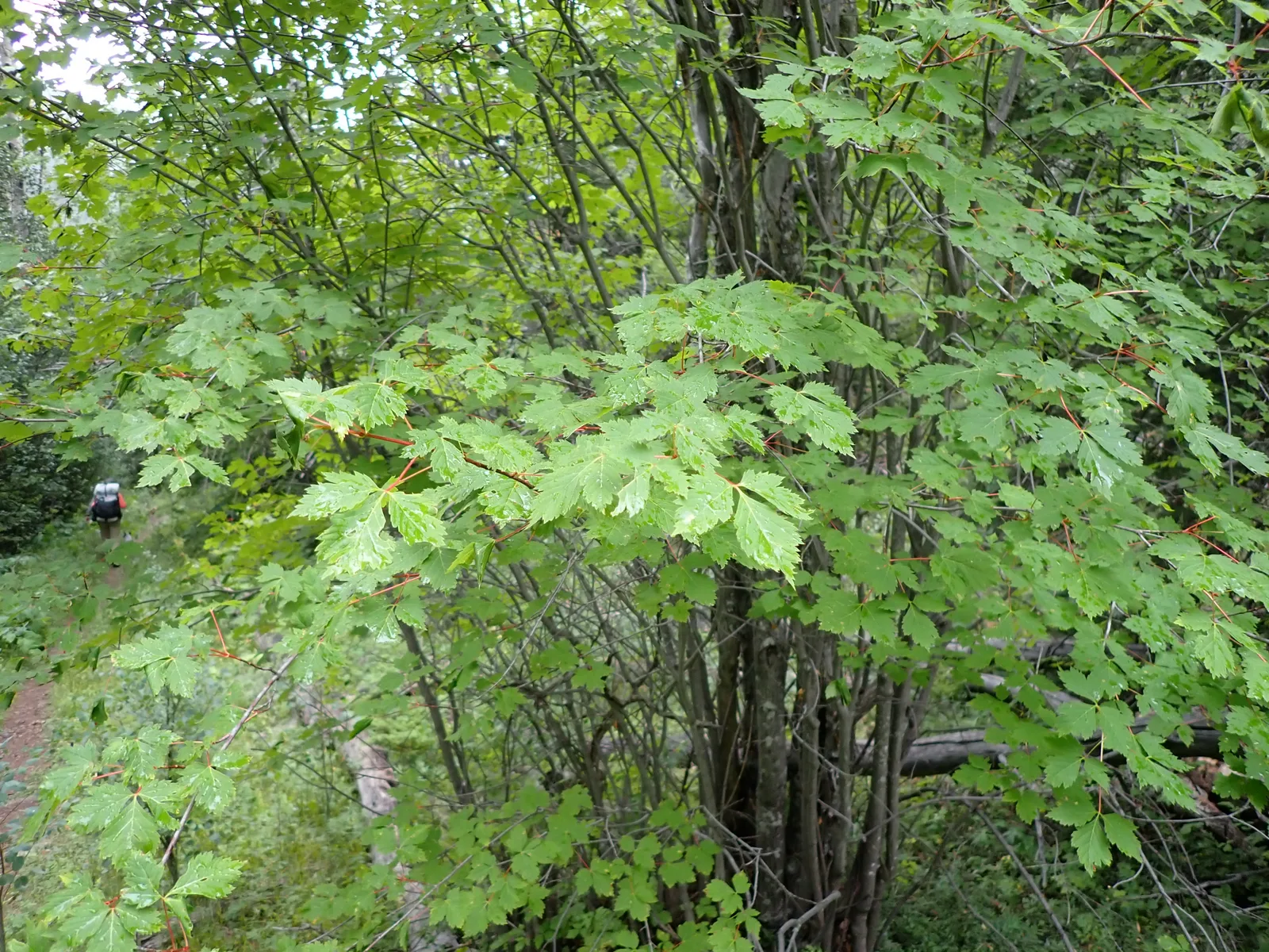 Rocky Mountain Maple