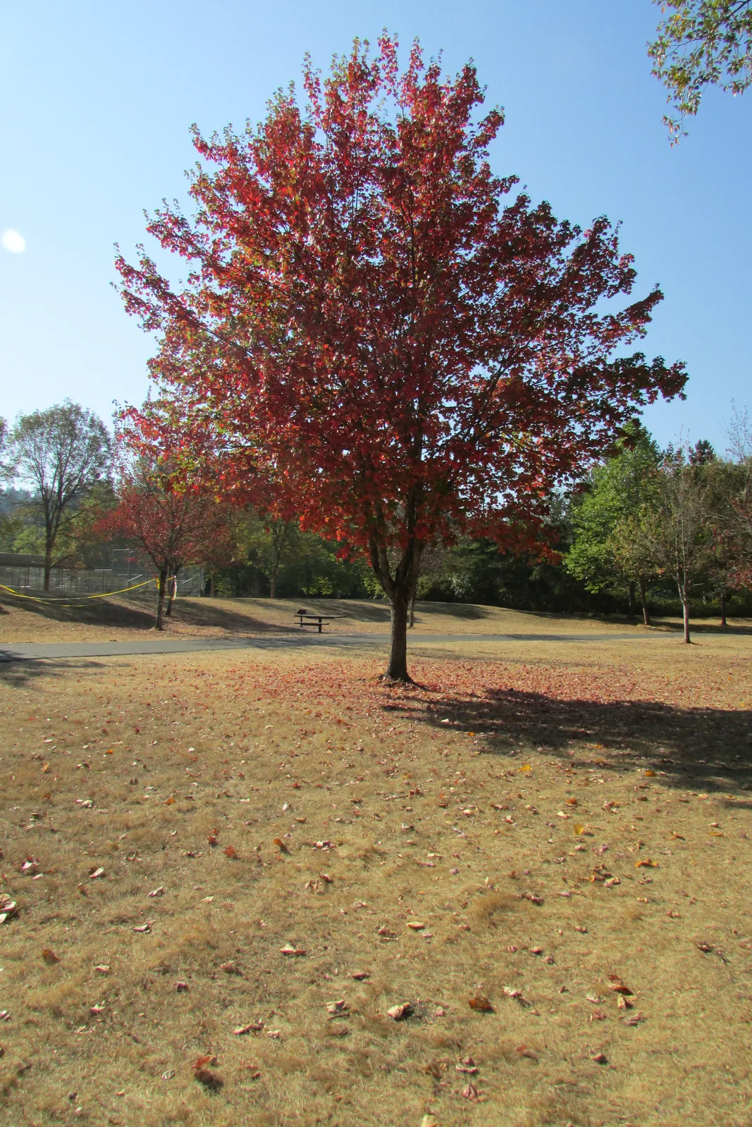 Douglas Maple (Acer glabrum var. douglasii)