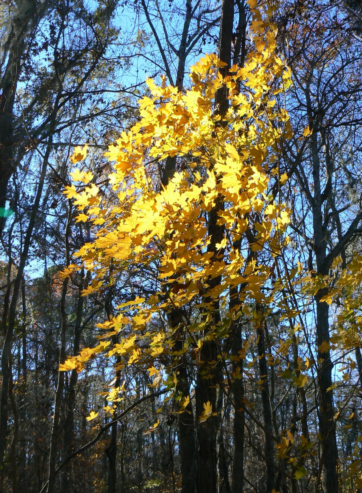 Florida Maple