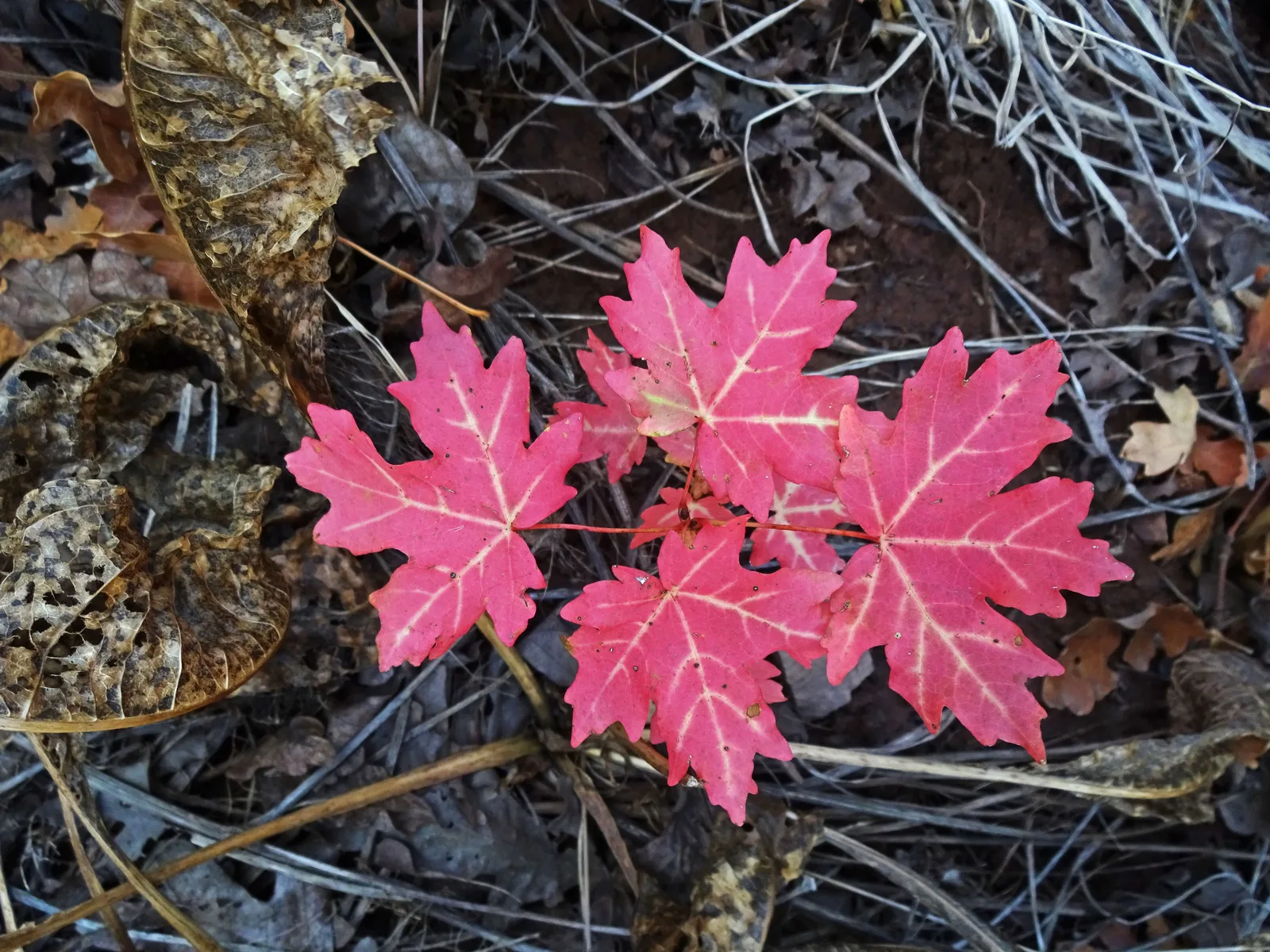 Bigtooth Maple (Acer grandidentatum var. grandidentatum)