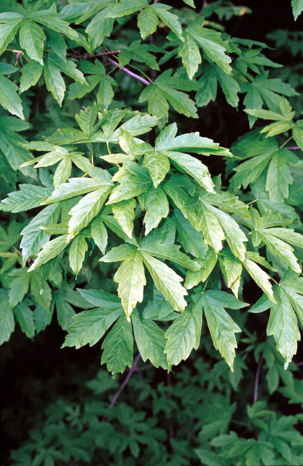 Greek Maple