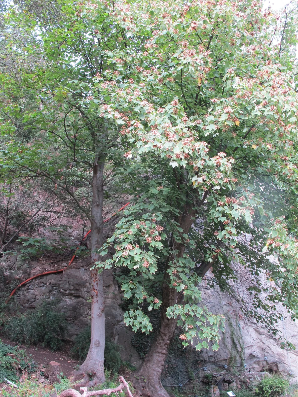 Velvet Maple