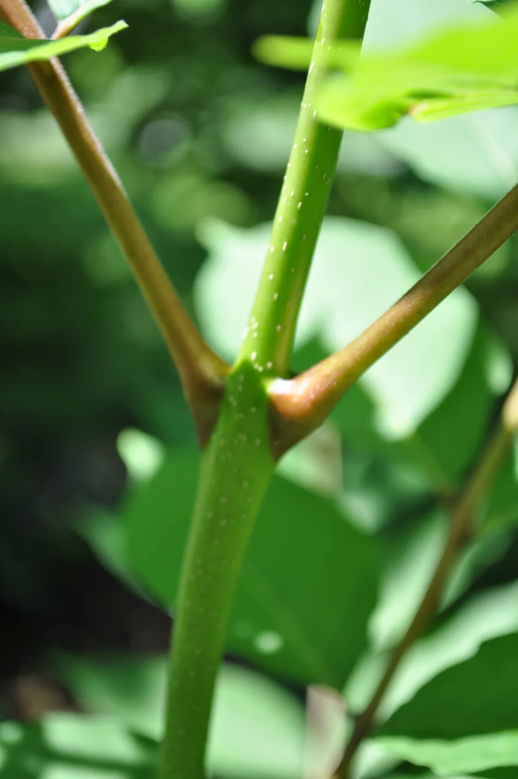 Tree of Heaven