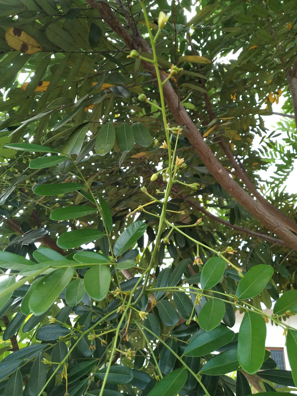 Paradise Tree