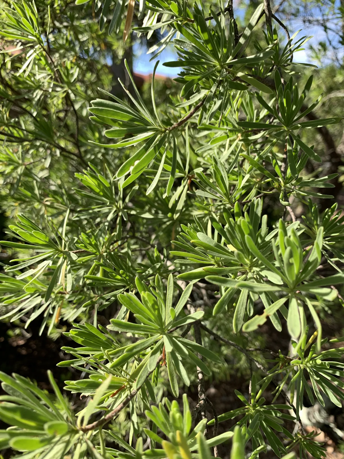 Suriana (Suriana maritima)
