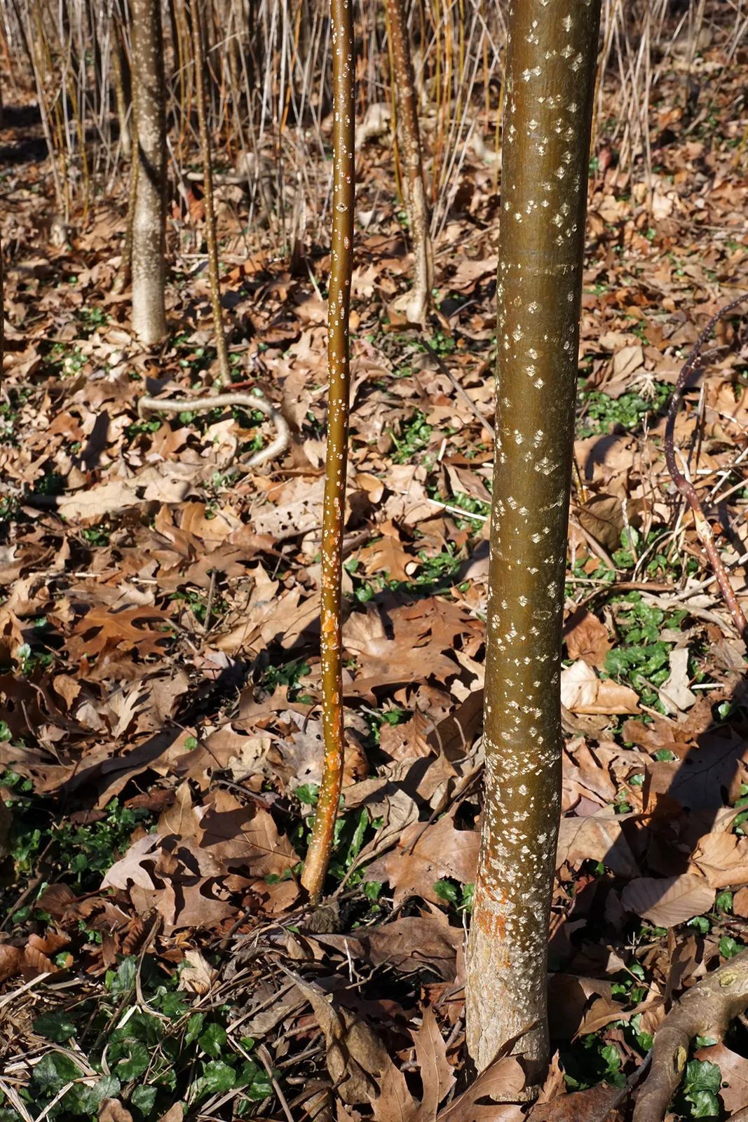 Corkwood (Leitneria floridana)